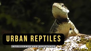 URBAN REPTILES  what reptiles live in cities [upl. by Weide565]