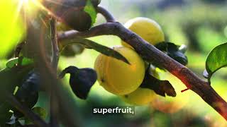 Dont Buy Citrus Bergamot Supplements Until You Watch This [upl. by Leumas574]