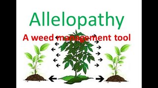 Allelopathy  Tool for Weed Management [upl. by Nevaed]