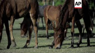 Vieques tackles overpopulation of famous horses [upl. by Osnofedli]