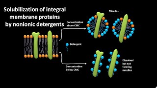 Solubilization of integral membrane proteins by nonionic detergents [upl. by Nahshunn787]