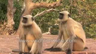 Langurs wait for Buddhist handouts in Rajgir [upl. by Annet]