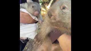 Cutest Wombat animals wombat pig awesomewildlife cute wildlifewonders pets worldofnaturetv [upl. by Krutz]