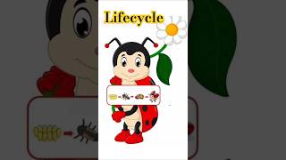 Life cycle diagram shortvideo shorts lifecycles science education diagram knowldge science [upl. by Aivartal]