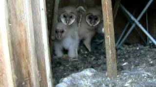 Barn Owl babies [upl. by Atinob]