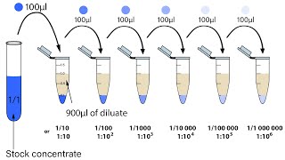 Serial Dilutions [upl. by Mannos]