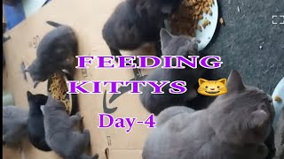 FEEDING KITTYS 😺 DAY3 [upl. by Aleahs]