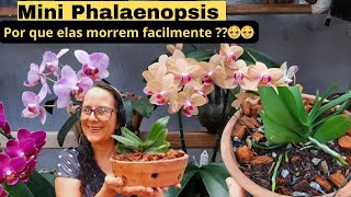 🔴DEPOIS QUE APRENDI CUIDAR DELAS ASSIM NUNCA MAIS PERDI ‼️➡️Mini phalaenopsis ⬅️ [upl. by Elish]