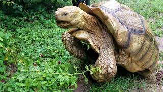 Tortoise mating sounds [upl. by Veda]