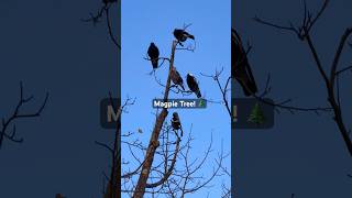 Magpie Calling Sounds magpie call song bird [upl. by Belanger]