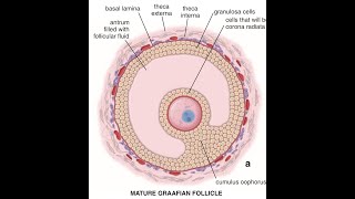 EMBRYOLOGY Oogenesis  the Complete Story [upl. by Seagraves]