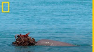 Los DELFINES macho usan ESPONJAS como REGALO para las HEMBRAS  National Geographic en Español [upl. by Gabriela]