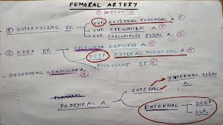 Femoral Artery Branches  Part 1  TCML [upl. by Pandich]