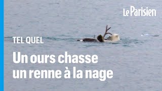 Les images inédites et spectaculaires dune scène de chasse entre un ours polaire et un renne [upl. by Joellyn]