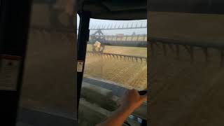 Reel is so high up in the air on the draper head caseih harvest [upl. by Hach]