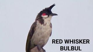 RED WHISKER BULBUL செம்மீசைச் சின்னான் [upl. by Eelram]