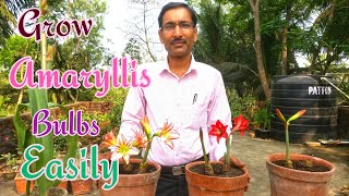 How to Grow AMARYLLIS BULBS at Home Easily [upl. by Tella192]