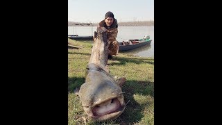 Glavinjarom na somoveBig catfish on river Sava [upl. by Nnoved]