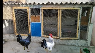 How To Make Chicks Cage at Home  Chicken Cages  Birds Cage [upl. by Nolubez]