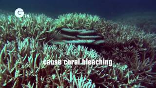 Keeping coral reefs alive [upl. by George]