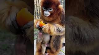 Beautiful Life of Golden Monkey 148 [upl. by Dorran]