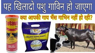 गाय भैंस गाभिन ठहराने का इलाज Crs powder and Totavit Bolus Veterinary [upl. by Clemmie]