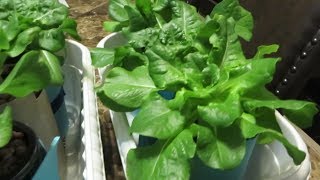 Easy to Grow Hydroponic Lettuce Using the Kratky Method [upl. by Epilif]