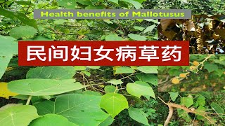 白背叶根野桐 的功效与作用Mallotus barbatus uses Manfaat pokok balik angin [upl. by Ahsekin]