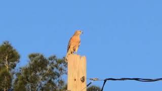 Red Shouldered Hawk eating a snack 20241124 [upl. by Queena]