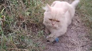 Removing a botfly maggot form little Kittens Nose [upl. by Adnael]