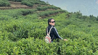 Lwang Tea Garden  Chiya Bagan  Pokhara to Lwang Gau [upl. by Seek72]