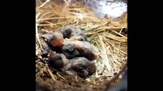 Ep103 Scalybreasted munia Birds Mothers keep babies warm in four nests All bird nests [upl. by Adikam]