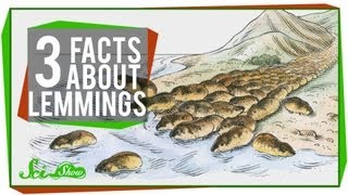 3 Facts About Lemmings [upl. by Calysta]