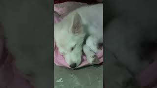 Sukoon mila❤️peaceful sleepingdogs youtubeshorts cuteanimal [upl. by Ecirtnahc]