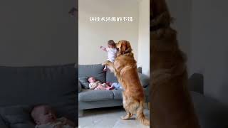 Golden retrievers with babies have never made their owners worry know [upl. by Manas]