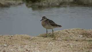 ウズラシギ（シギ科）Calidris acuminata 2023年11月 沖縄本島 [upl. by Mulford]