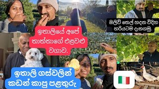 Italy vegetable Garden TourRomania To Italy Travel VlogsItaly Grocery Shopping Vlogs Sinhala Euro [upl. by Irak]