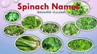 25 Keerai vagaigalNames in Tamil and English With Imagesspinach NamesGreens Typesகீரை வகைகள் [upl. by Macur]