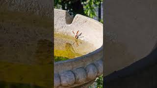 Red Wasp Drinking  Polistes Carolina [upl. by Ala]