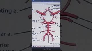 CIRCLE OF WILLIS [upl. by Ettenowtna]