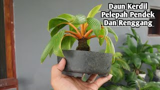 CARA MEMBUAT BONSAI KELAPA DAUN KERDIL PELEPAH PENDEK DAN RENGGANG [upl. by Bray]