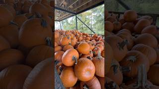 montz pumpkin farm located at 17834 river road laplace louisiana pumpkinpatch pumpkins halloween [upl. by Arriet]