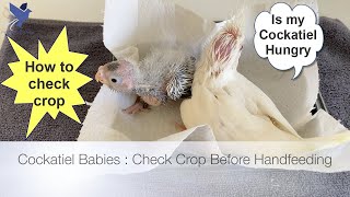 Baby Cockatiel Crop Check Before Handfeed [upl. by Hsan726]