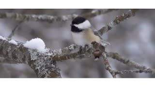 Freshly Fallen Snow amp Chickadee Bird in New Hampshire snow snowfall newhampshire [upl. by Vins]