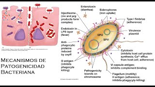 Patogenia de las Infecciones Bacterianas [upl. by Joappa]