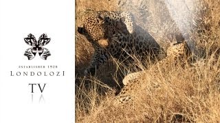 Exceptional Footage of Mating Leopards  Londolozi [upl. by Aysan]