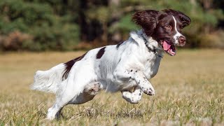 Training Your Cocker Spaniel Tricks and Commands to Teach [upl. by Eda6]