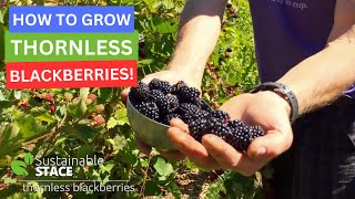 How to Grow Thornless Blackberries [upl. by Ithsav]