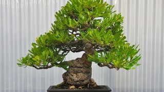 Banksia Serrata is One Of 38 Native Australian Bonsai [upl. by Ajile]