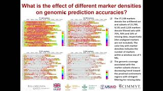 Philomin Juliana Genomic selection in the CIMMYT global wheat program [upl. by Seuqramed620]